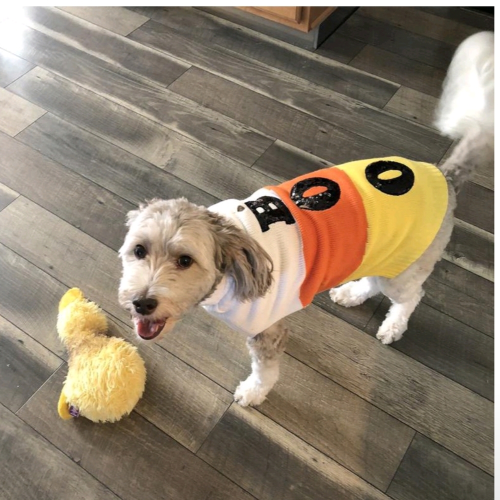 NWT Halloween Candy Corn Boo Dog and Cat Sweater - Hyde & EEK! Boutique #1 - Picture 5 of 6